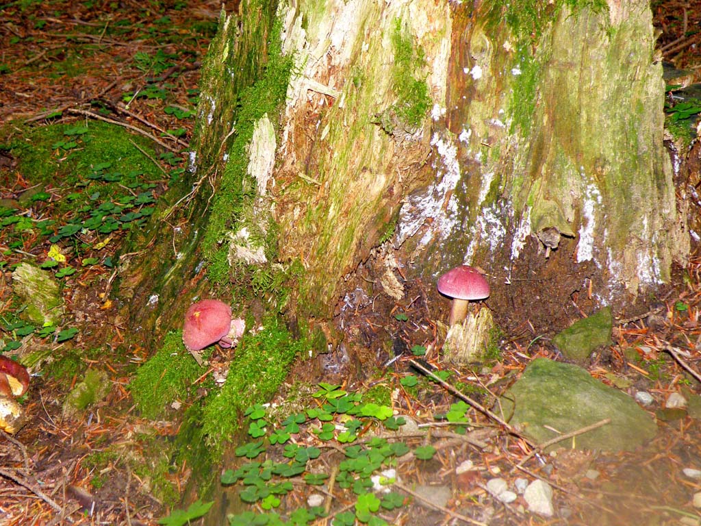 Foresta di Campigna - funghi da determinare